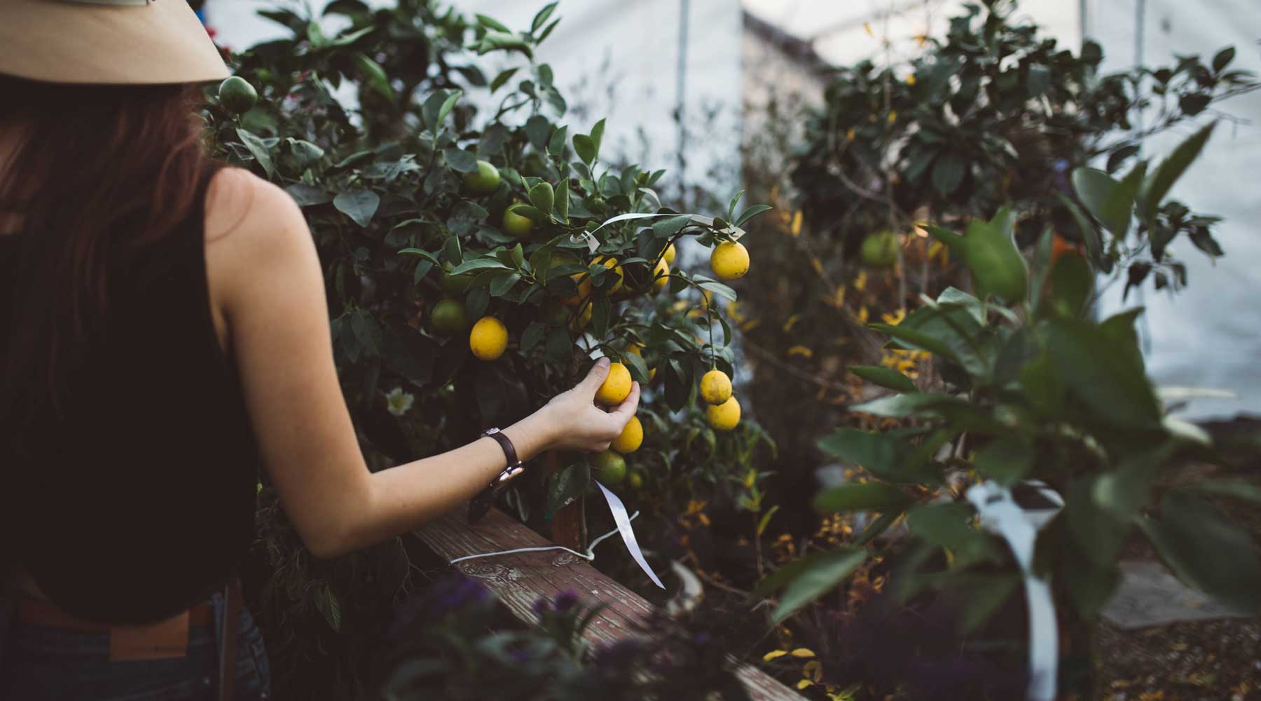 a woman picking lemon from the tree